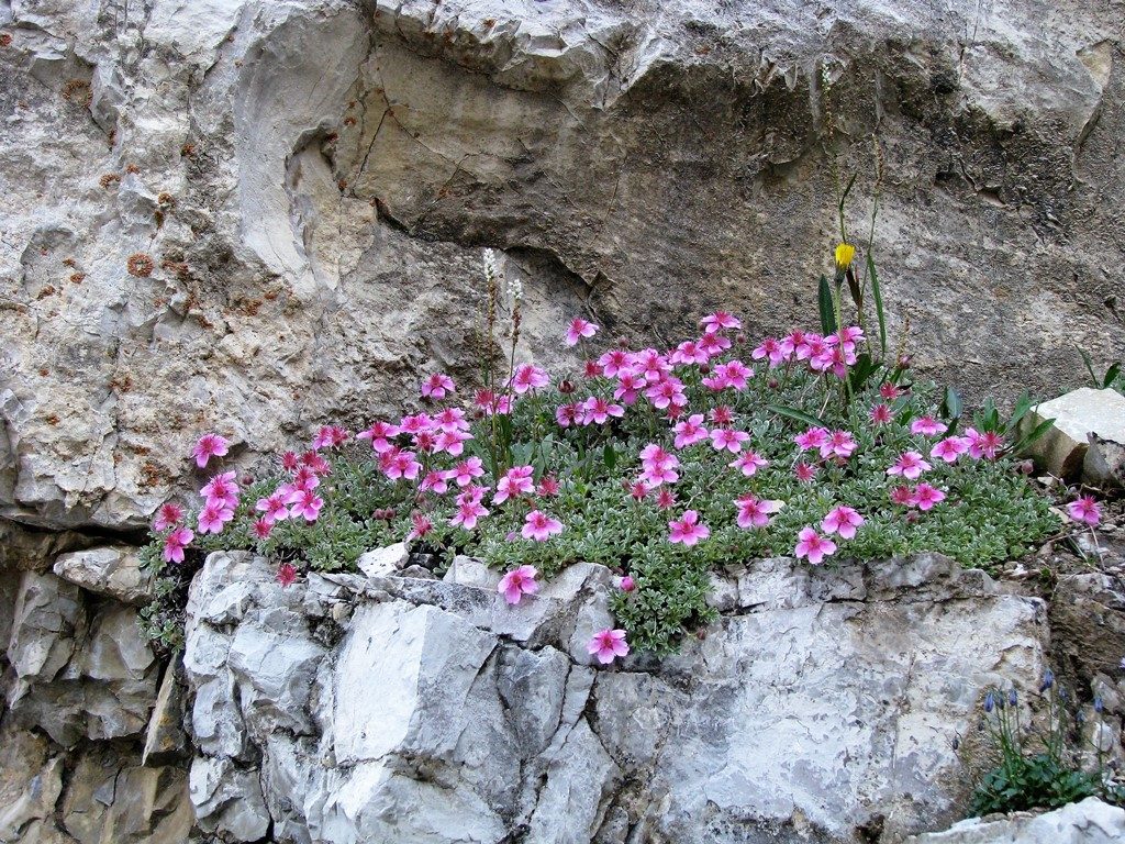 Potentilla nitida - Dolomity