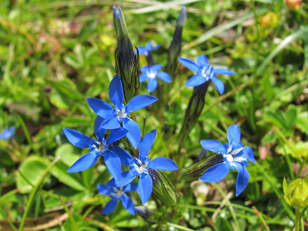 Dolomity-4.-6.8.2009-705-2-Gentiana-nivalis-1024x768