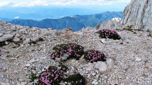 Potentilla nitida - Julské Alpy