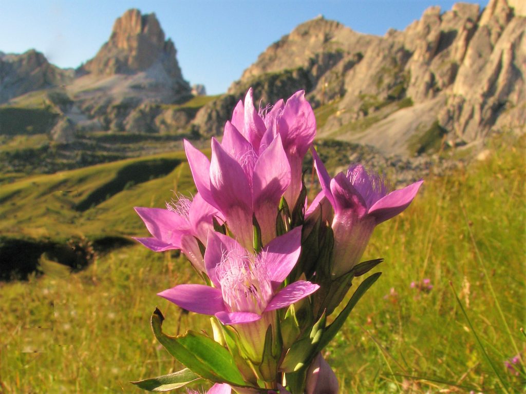 Julské-alpy-Dolomity-8.-2012-315-3-Gentianella-obtusifolia-1024x768