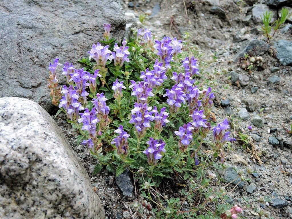 Pyreneje-Francúzske-Alpy-júl-2013-624-2-Scutellaria-alpina-1024x768