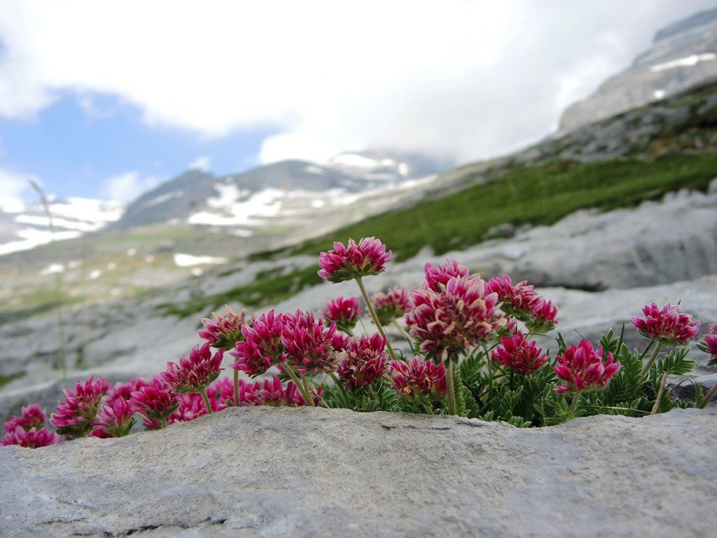 Anthyllis montana - Pyreneje