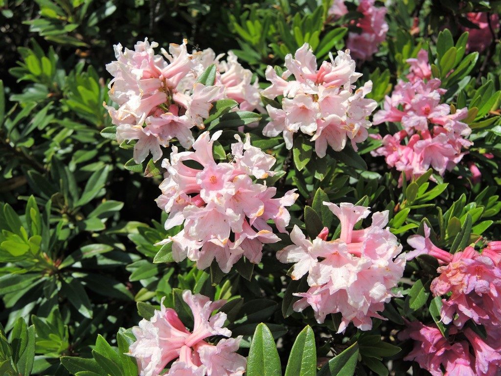Pyreneje-júl-2013-1386-Rhododendron-ferrugineum-2-1024x768
