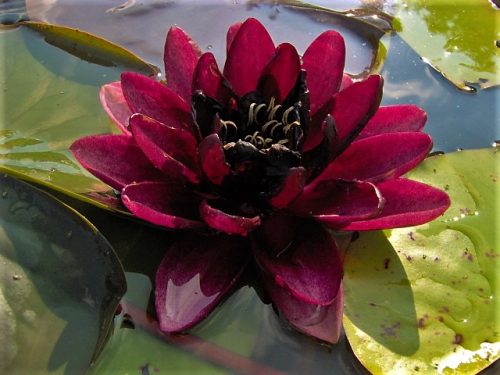 Nymphaea "Almost Black