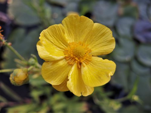 Ranunculus lingua