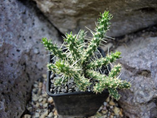 Cylindroopuntia whippley