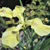 Iris pseudacorus "Krill"