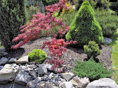 Acer palmatum "Atropurpureum" - javor dlaňovitolistý "Atropurpureum"