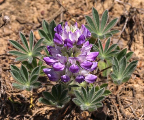 Lupinus microcarpus var. microcarpus (vlčí bôb maloplodý)