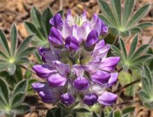 Lupinus microcarpus var. microcarpus (vlčí bôb maloplodý)