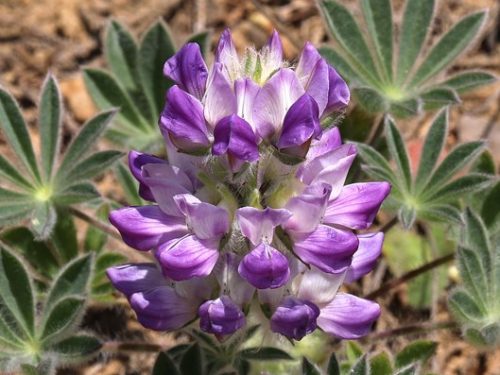 Lupinus microcarpus var. microcarpus (vlčí bôb maloplodý)