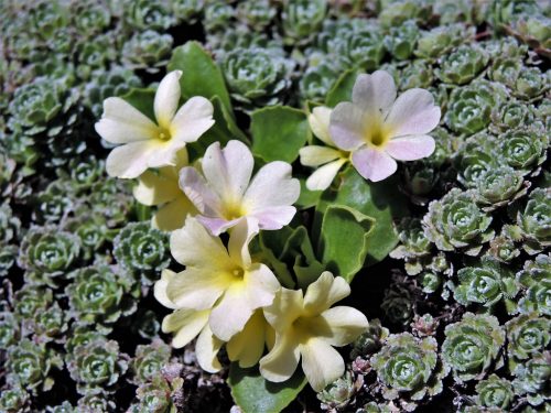 Primula x pubescens "Beverly White"