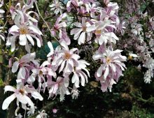 Magnolia stellata "Leonard Messel"