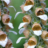 Digitalis lanata