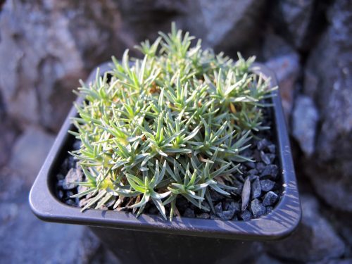 Dianthus drenovskianus