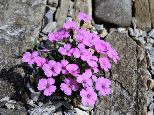 Dianthus drenovskianus