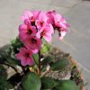 Bergenia cordifolia "Flirt"