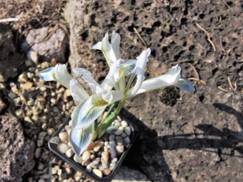 Iris reticulata “Frozen Planet”