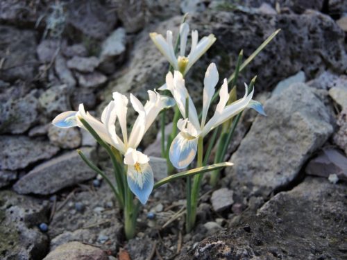 Iris reticulata Frozen Planet