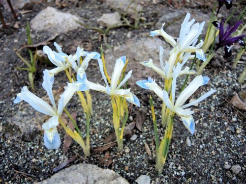 Iris reticulata "Frozen Planet"