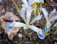 Iris reticulata "Frozen Planet"