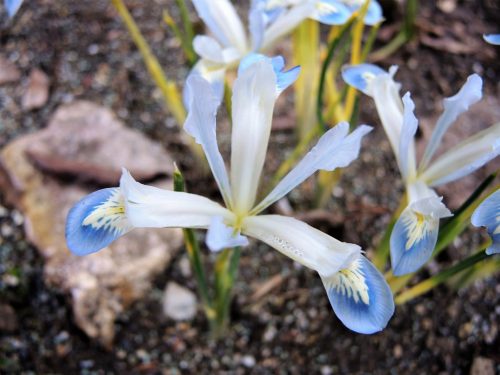 Iris reticulata "Frozen Planet"