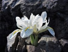 Iris reticulata 'Polar Ice'