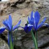 Iris reticulata ‘Fabiola’