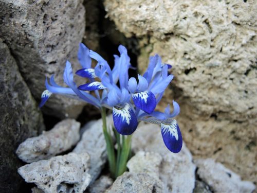 Iris reticulata ‘Clairette’