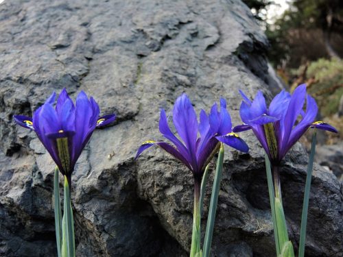 Iris reticulata ‘Blue Hill’