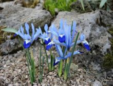 Iris reticulata ‘Clairette’