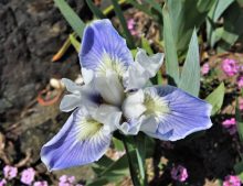 Iris barbata Nana 'Boo'