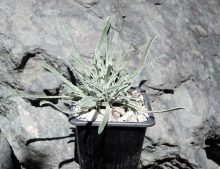 Saxifraga callosa var. australis “Lantoscana”