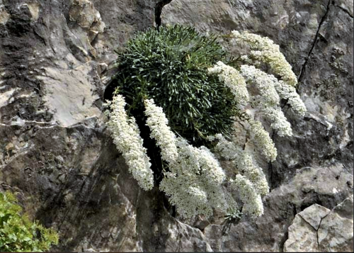 Saxifraga callosa var. australis “Lantoscana”