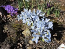 Iris reticulata 'Sheila Ann Germaney' 