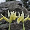 Iris reticulata 'Katharine's Gold'
