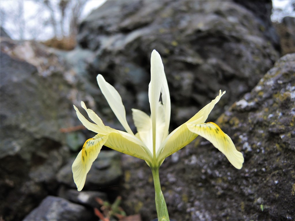 Iris reticulata 'Katharine's Gold'