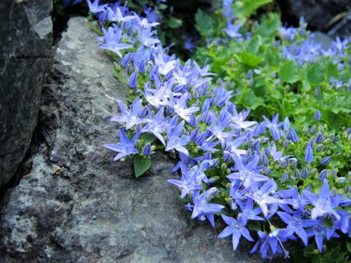 Campanula garganica