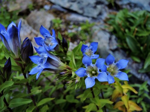 Gentiana septemfida