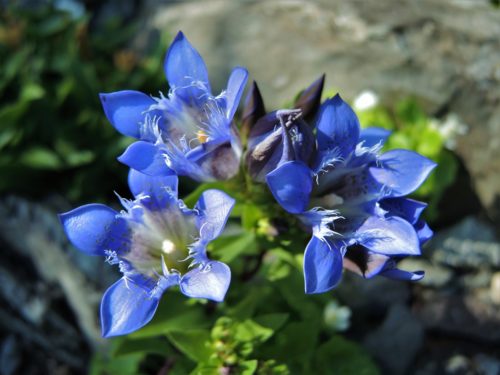 Gentiana septemfida