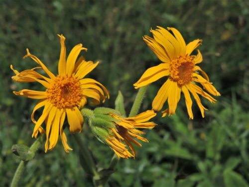 Arnica montana