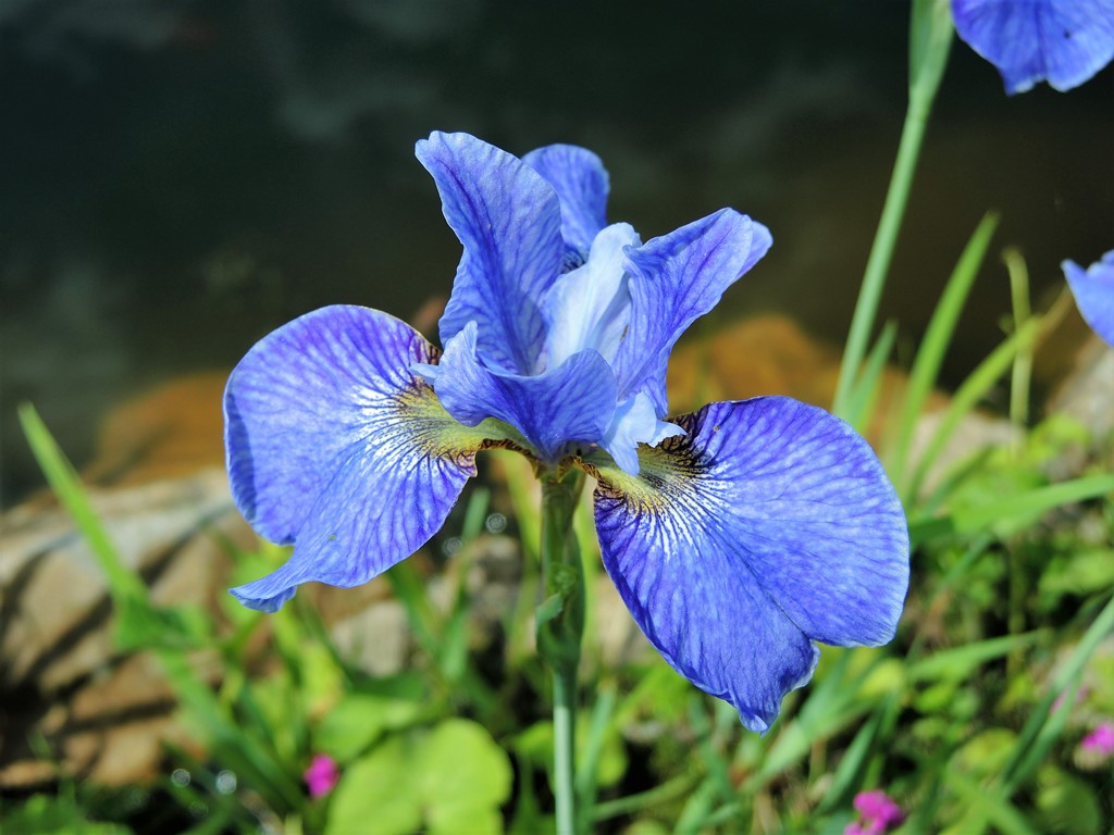 Iris setosa 'Nana'