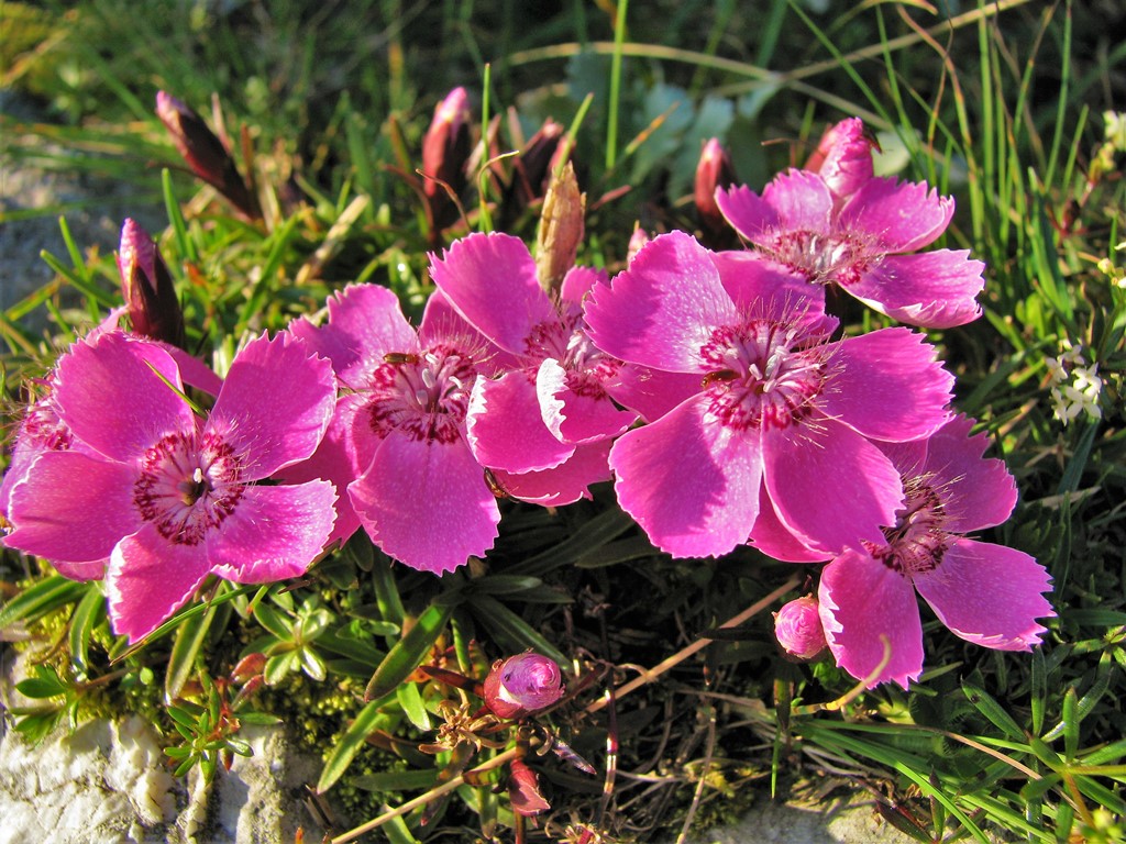 Dianthus alpinus - klinček alpský