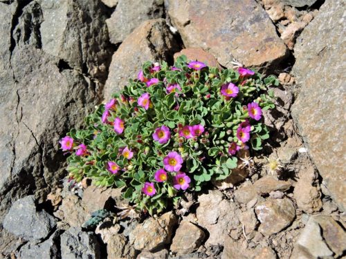 Oxalis squamata