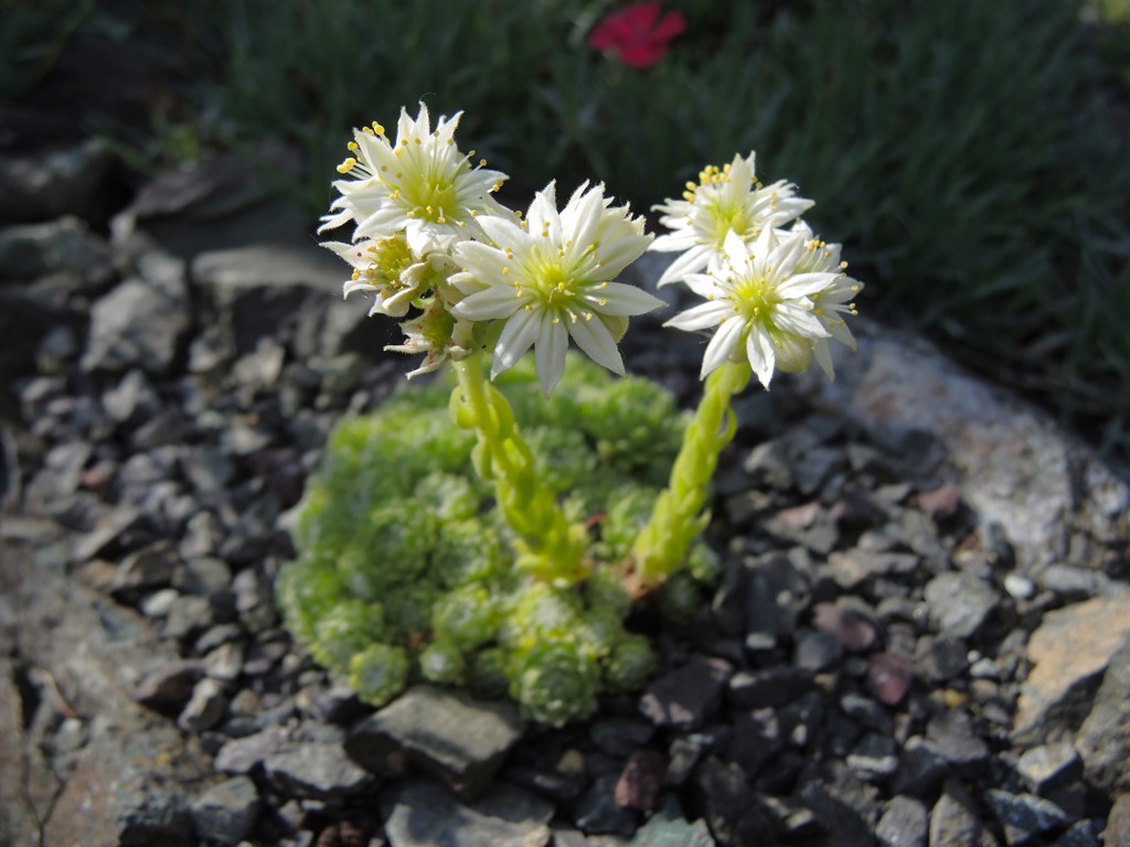 Sempervivum arachnoideum ‘Baby Boo’