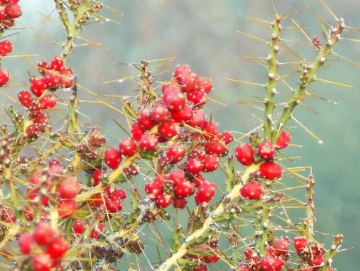 Cylindropuntia leptocaulis