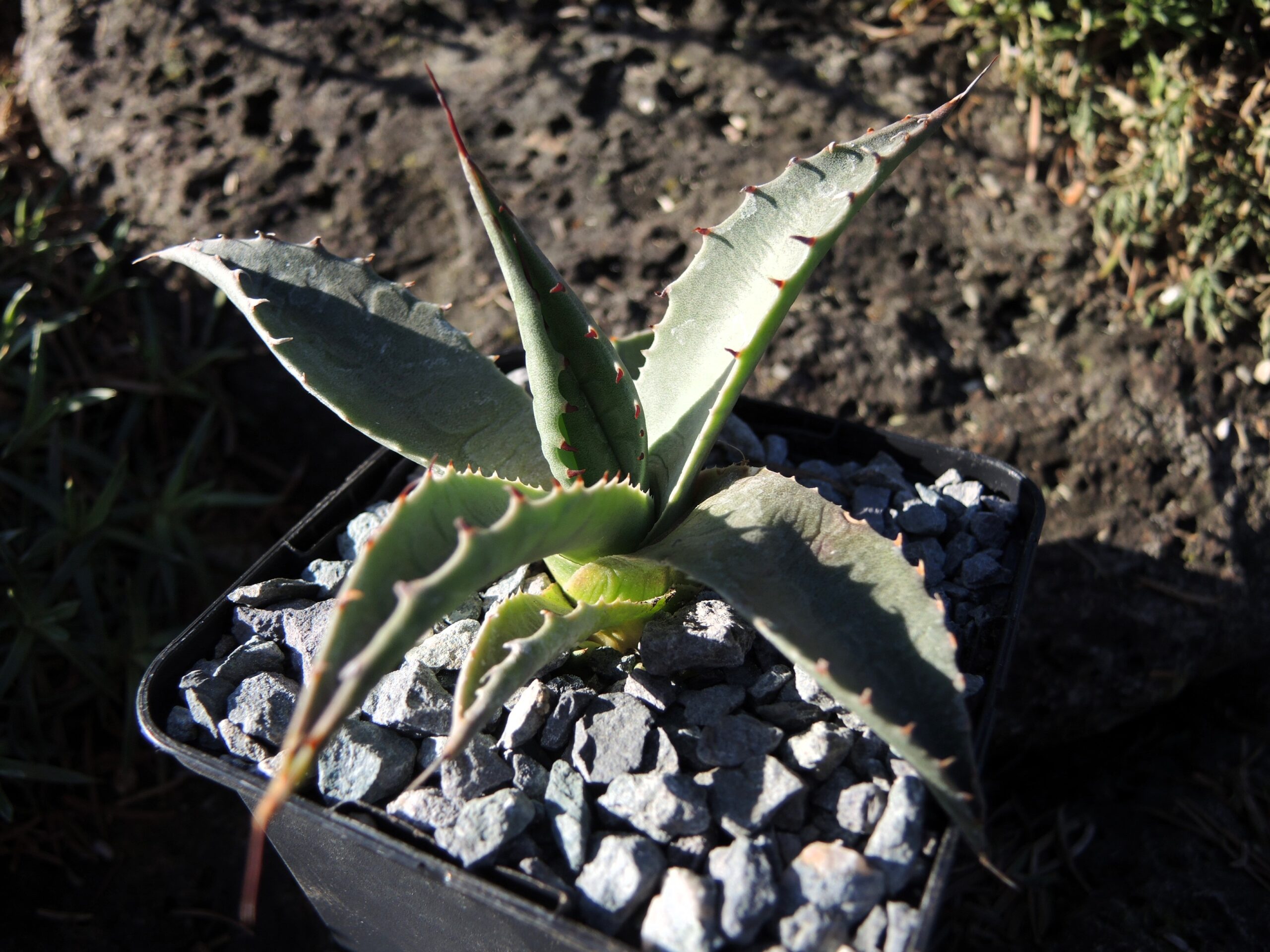 Agave parryi ssp. neomexicana