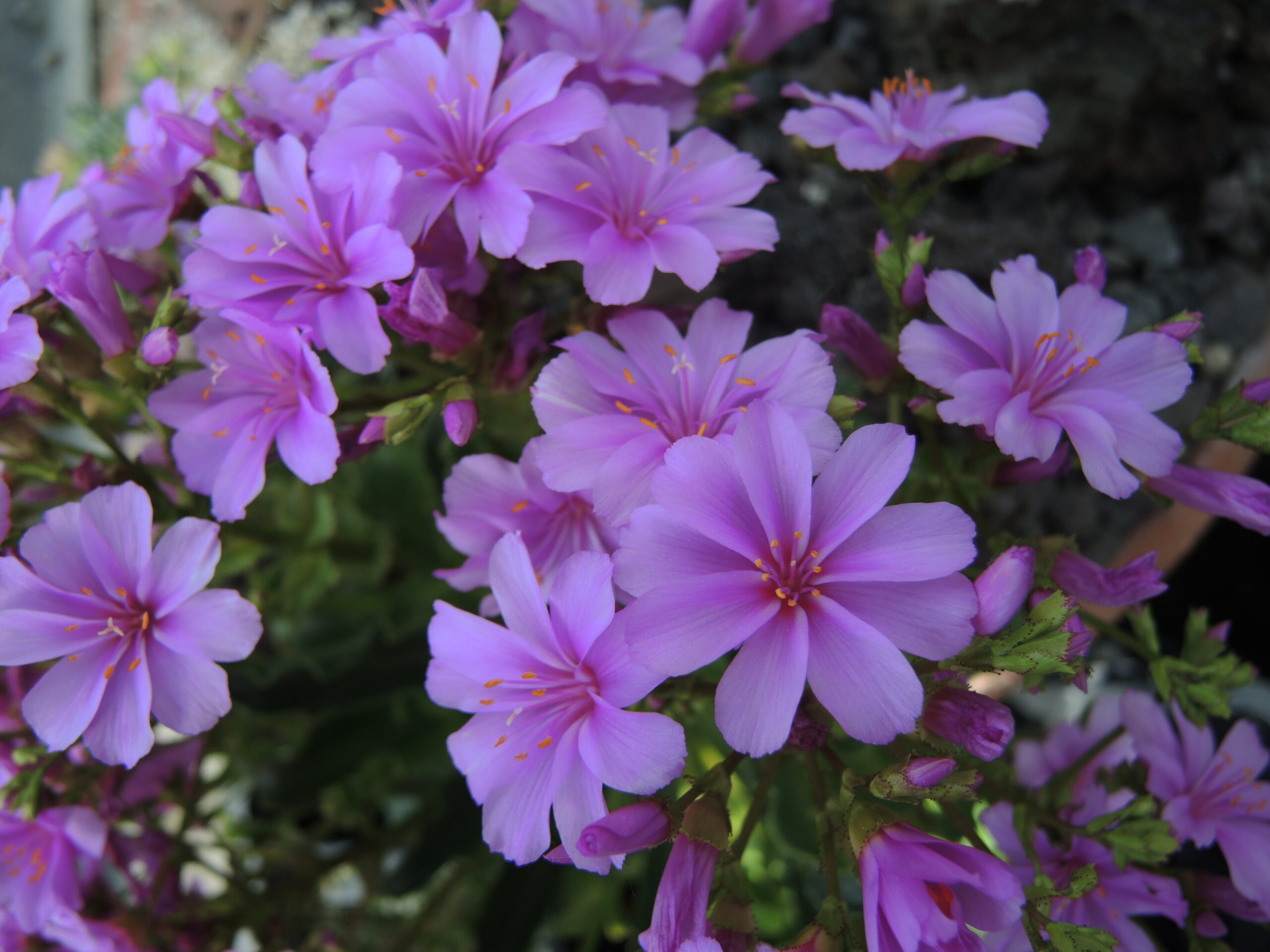 Lewisia cotyledon ružovofialová