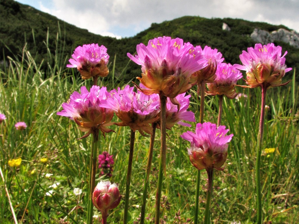 Armeria alpina